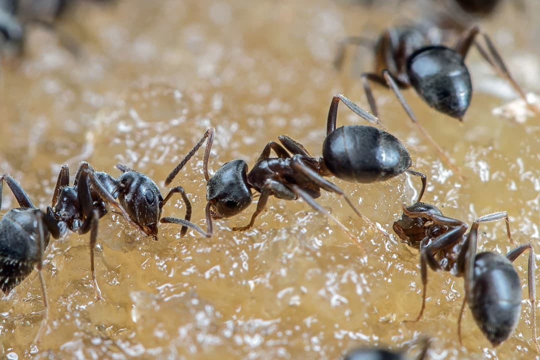 Google street view image of It���������s Bugs Or Us Pest Control - Weatherford