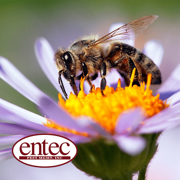 Google street view image of Entec Pest Management