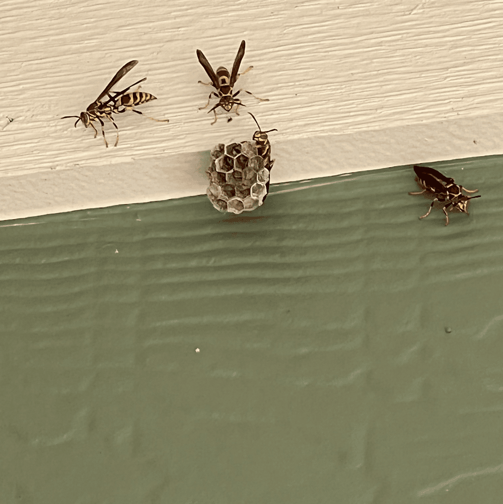 Google street view image of Tyler's Austin Bee Removal