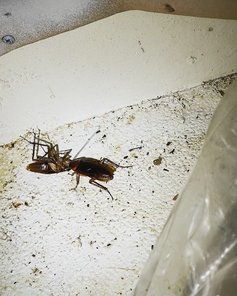 Google street view image of Deep Six Pest Control
