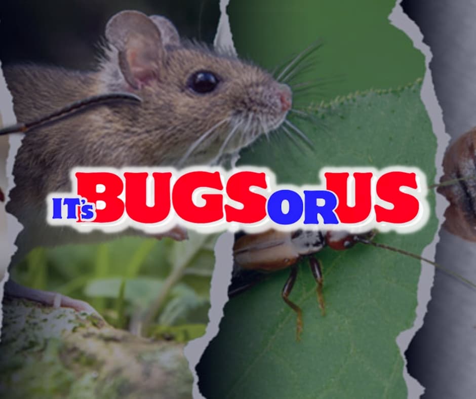 Google street view image of It's Bugs Or Us Pest Control - DENTON
