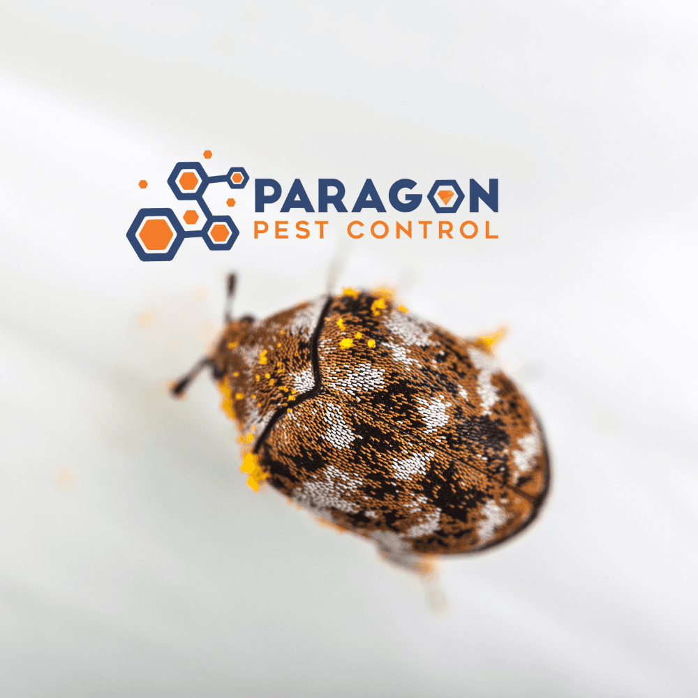 Google street view image of Paragon Pest Control