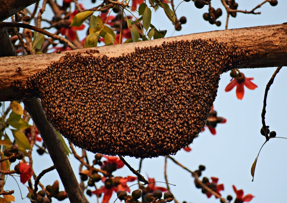 Google street view image of The Bee Guy LIVE Bee Removal/Wildlife Management.