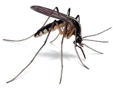 Google street view image of Safe Earth Pest Control