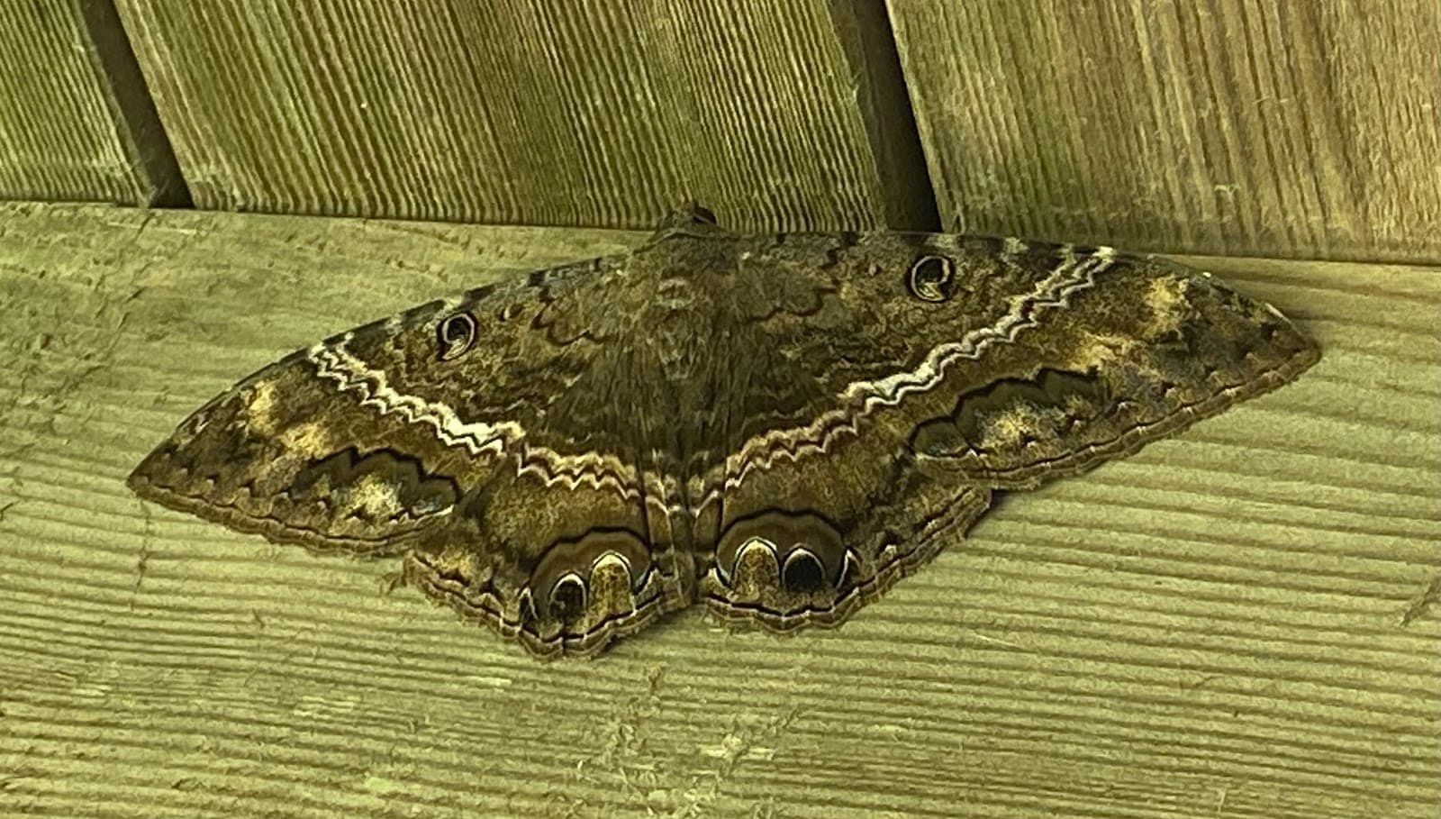 Google street view image of Precision Pest Control