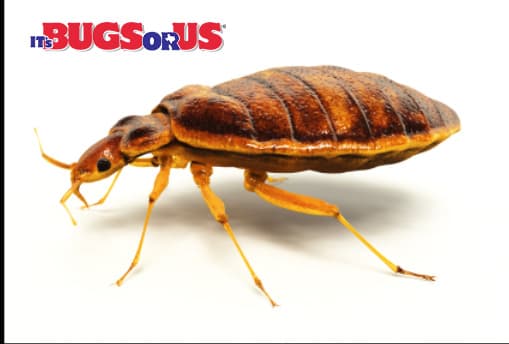 Google street view image of It���������s Bugs Or Us Pest Control - Round Rock