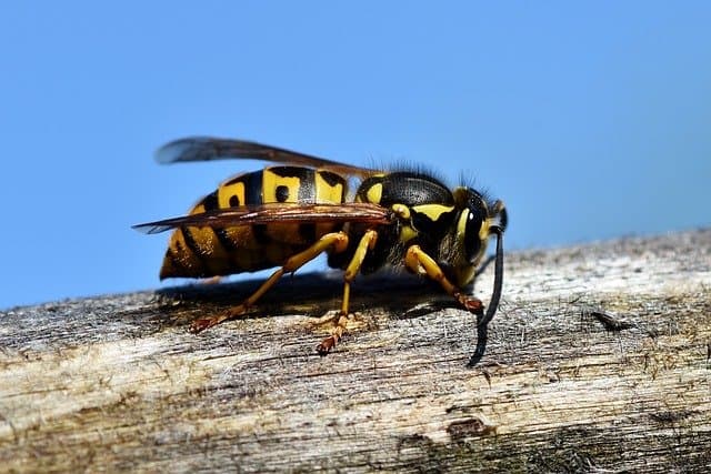 Google street view image of Republic Pest Control Magnolia