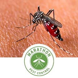 Google street view image of Marathon Pest Control