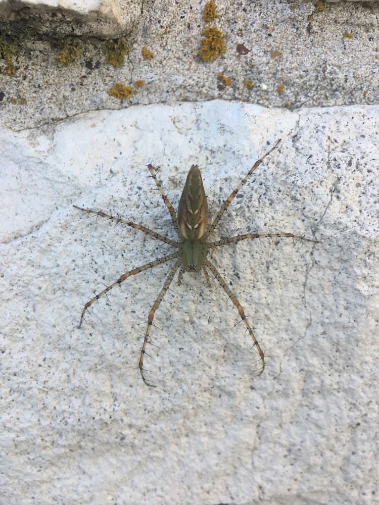 Google street view image of Assist Pest Services