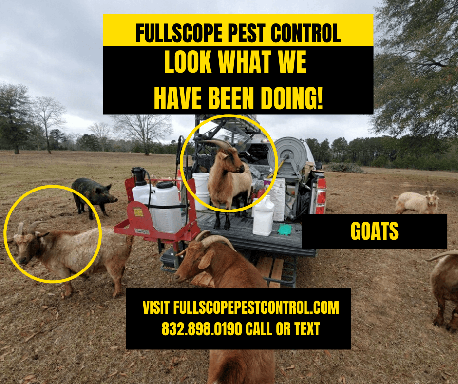 Google street view image of Pest Control Conroe - Full Scope