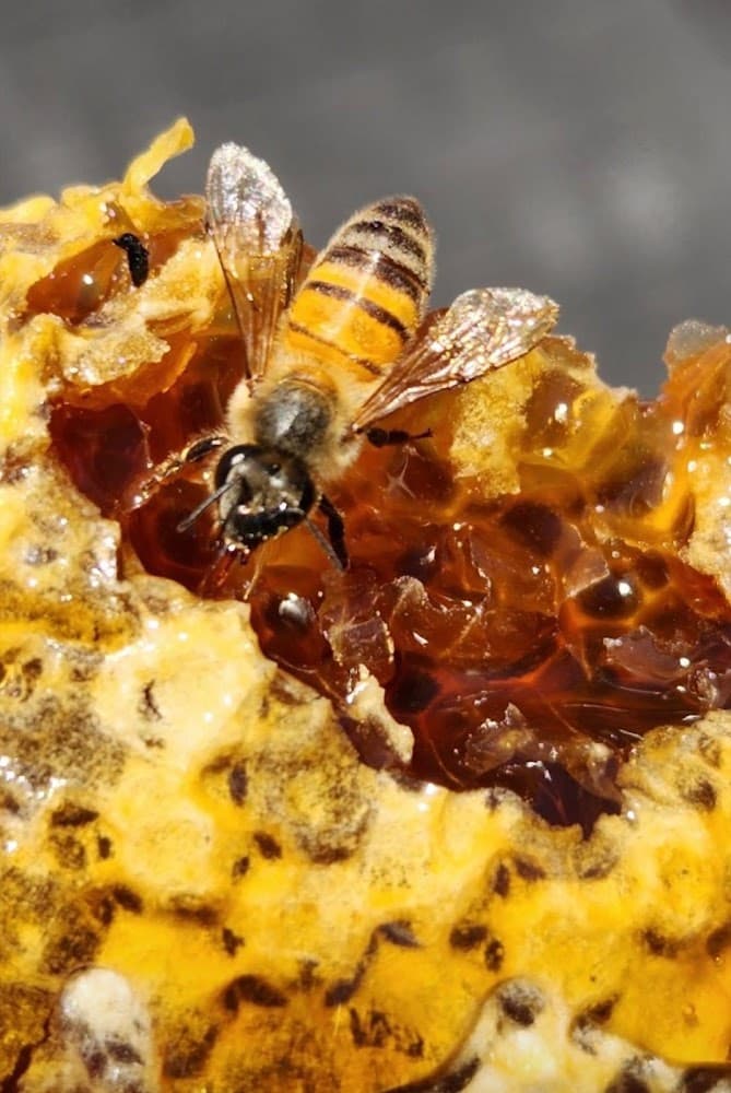 Google street view image of Little Giant Beekeepers & Bee Removal Specialists