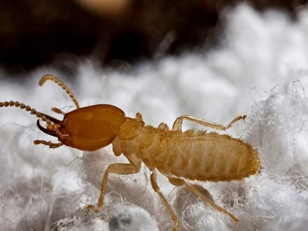Google street view image of Bio-Tech Pest Control