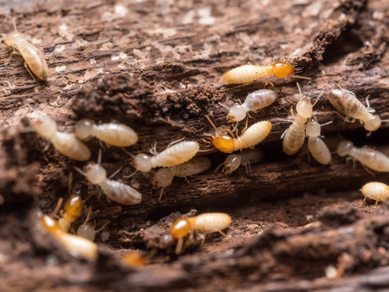 Google street view image of Champions Pest Control