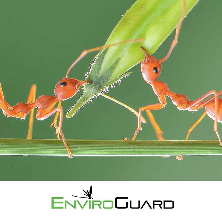 Google street view image of EnviroGuard Pest Control