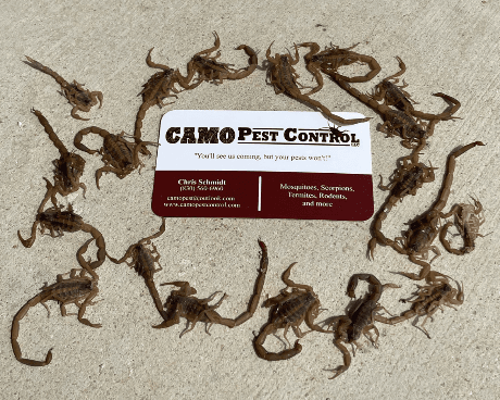 Google street view image of Camo Pest Control