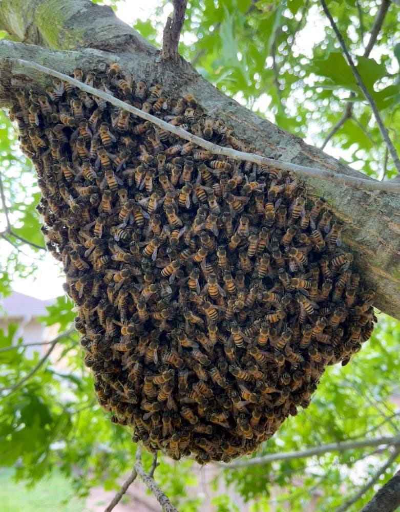 Google street view image of Keith's Bee Service