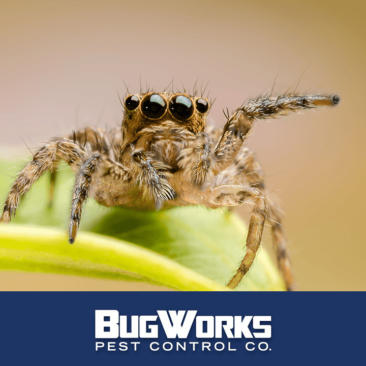 Google street view image of BUGWORKS Termite & Pest Control Company