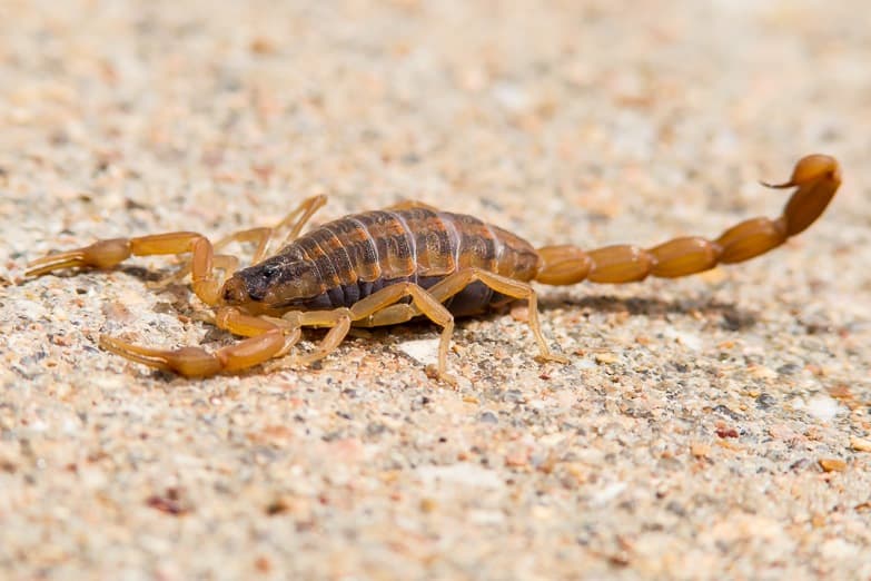 Google street view image of Backyard Comfort & Pest Control