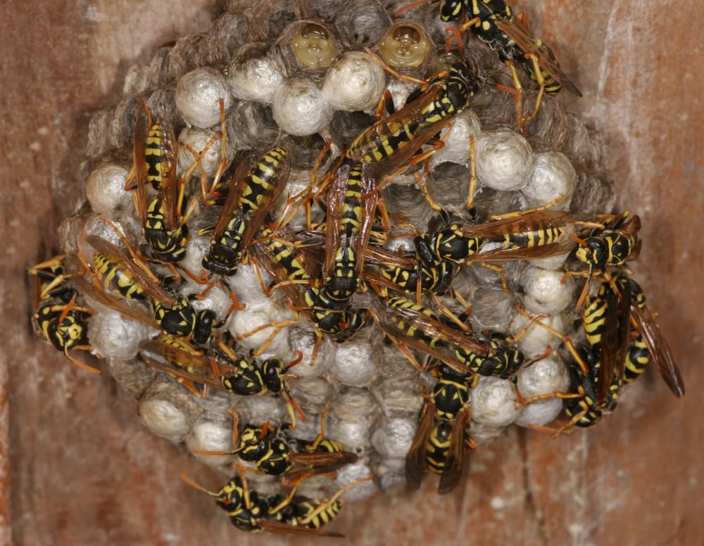 Google street view image of Carra's Pest & Termite Inc.