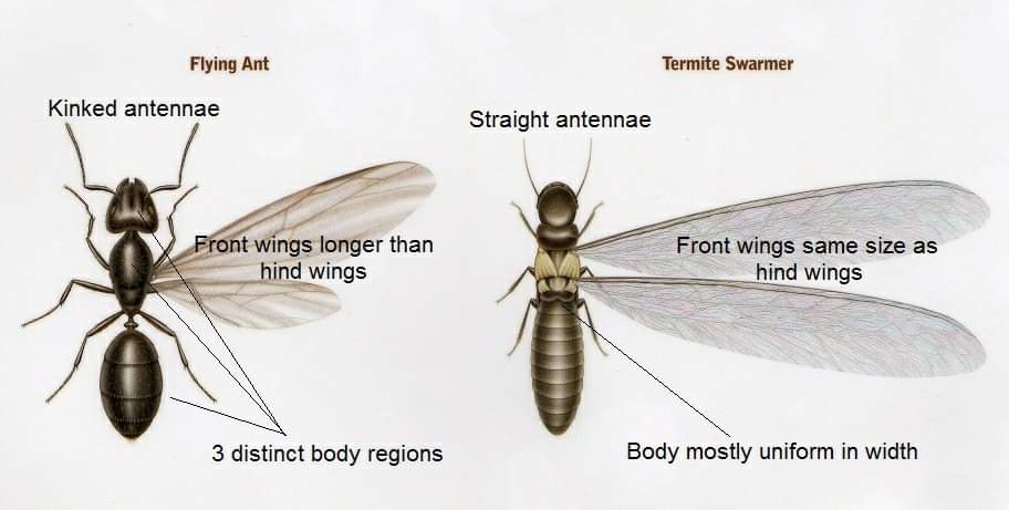 Google street view image of White Out Termite and Pest Control