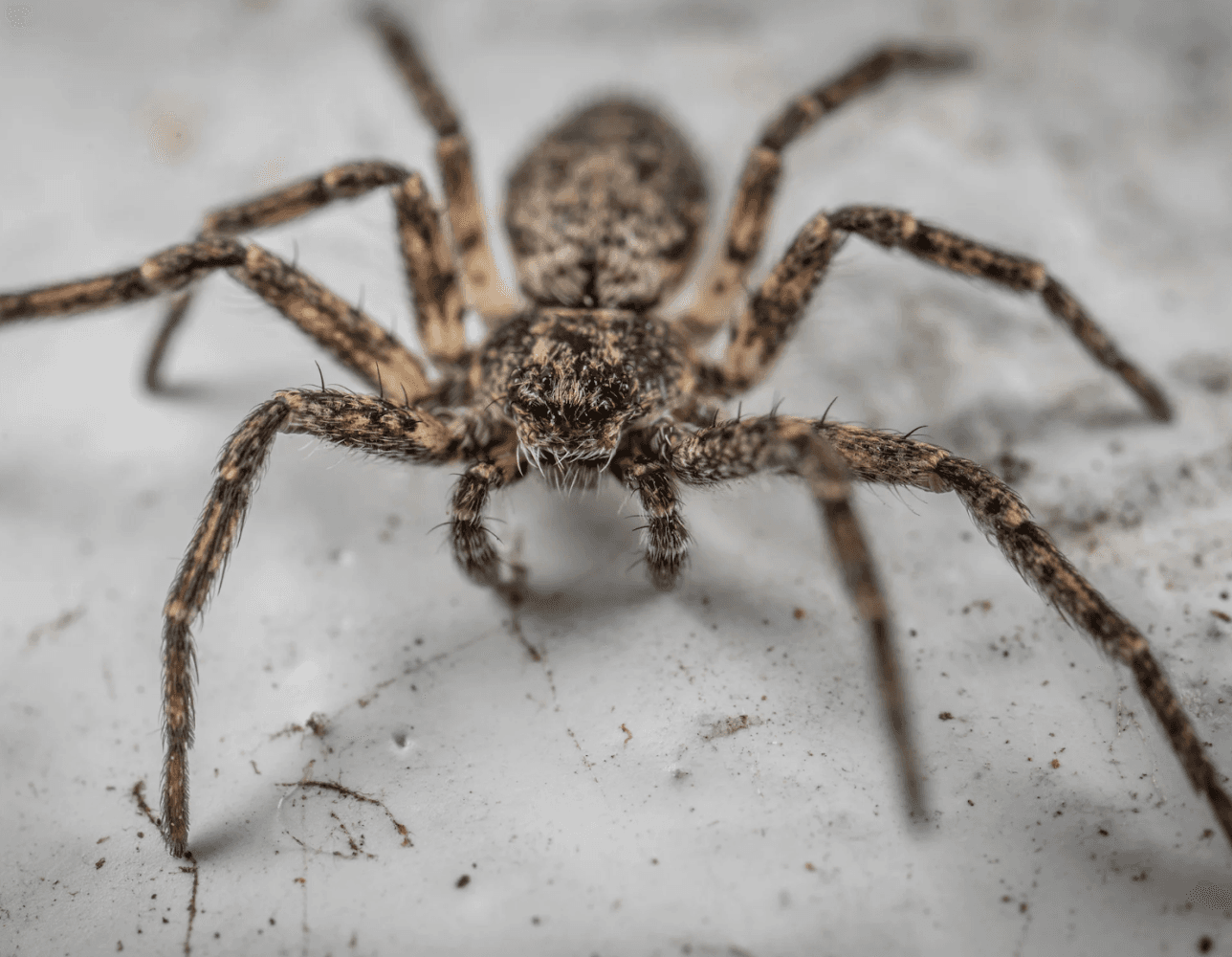 Google street view image of Bichoos Pest control