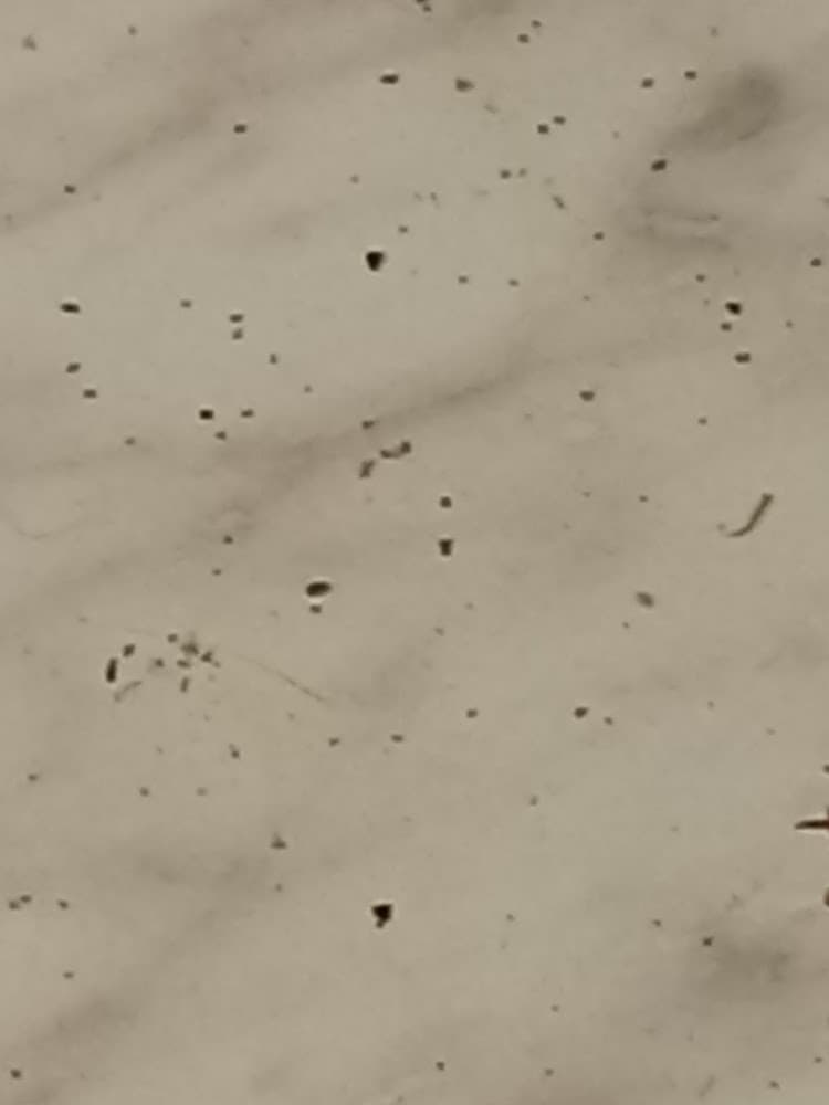 Google street view image of GuardTech Pest Management