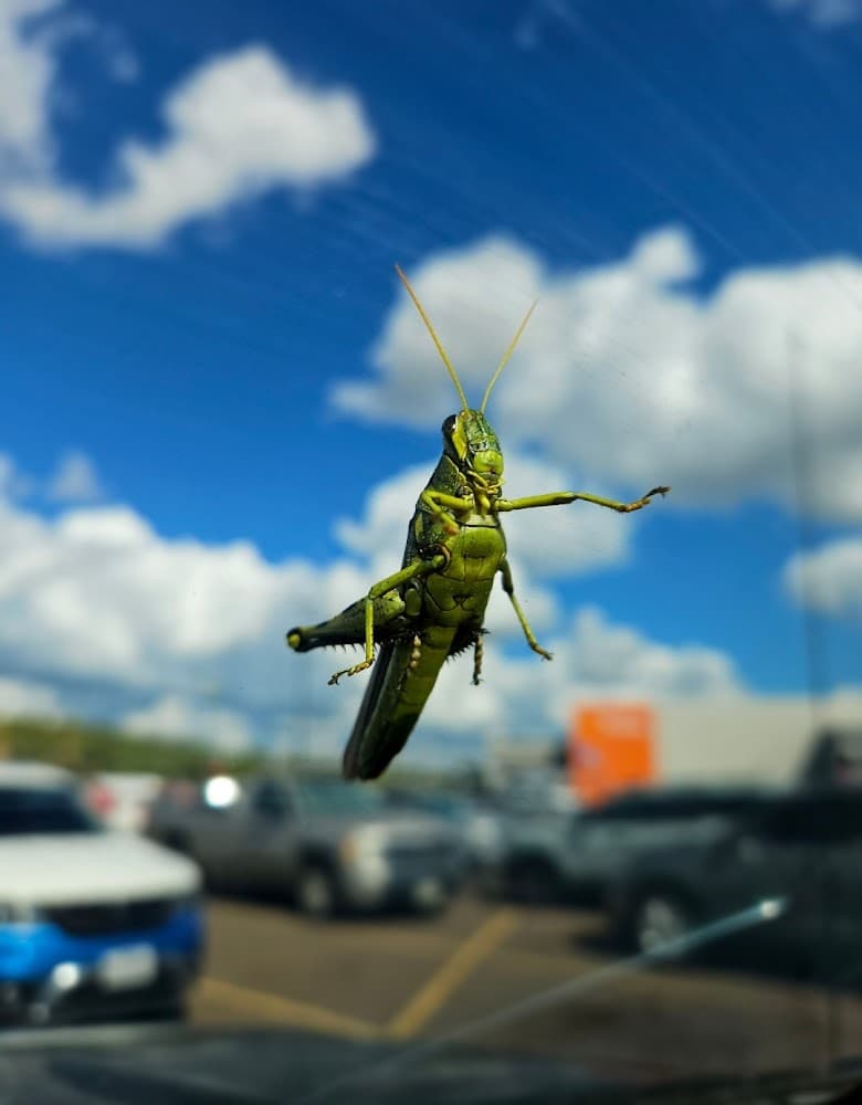 Google street view image of Pest Stop