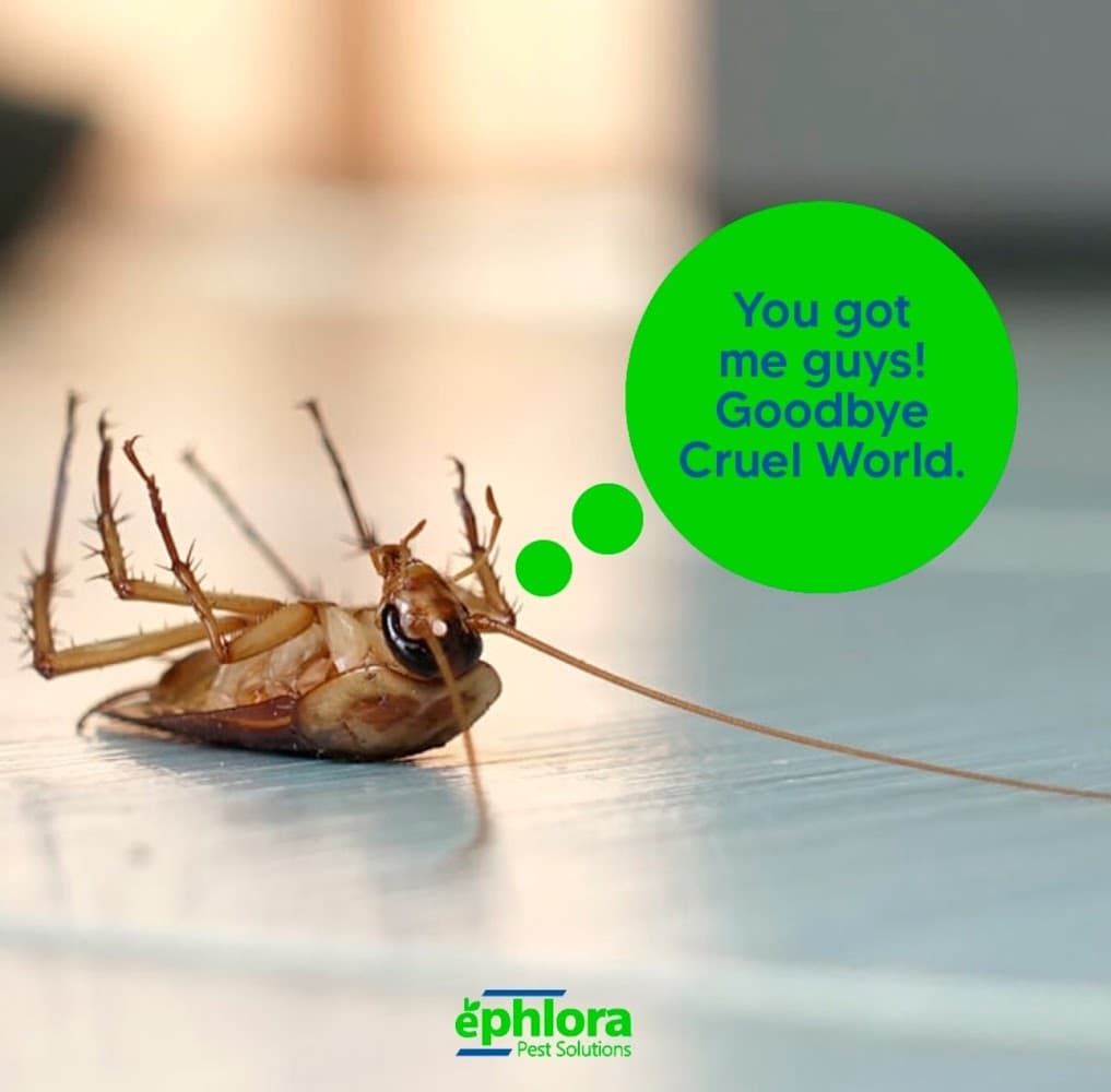 Google street view image of Ephlora Pest Solutions - Frisco