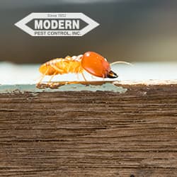 Google street view image of Modern Pest Control