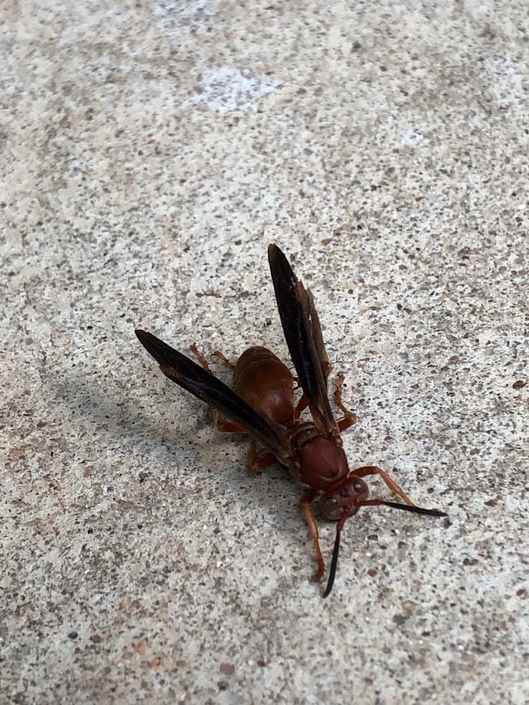 Google street view image of All-Safe Pest & Termite
