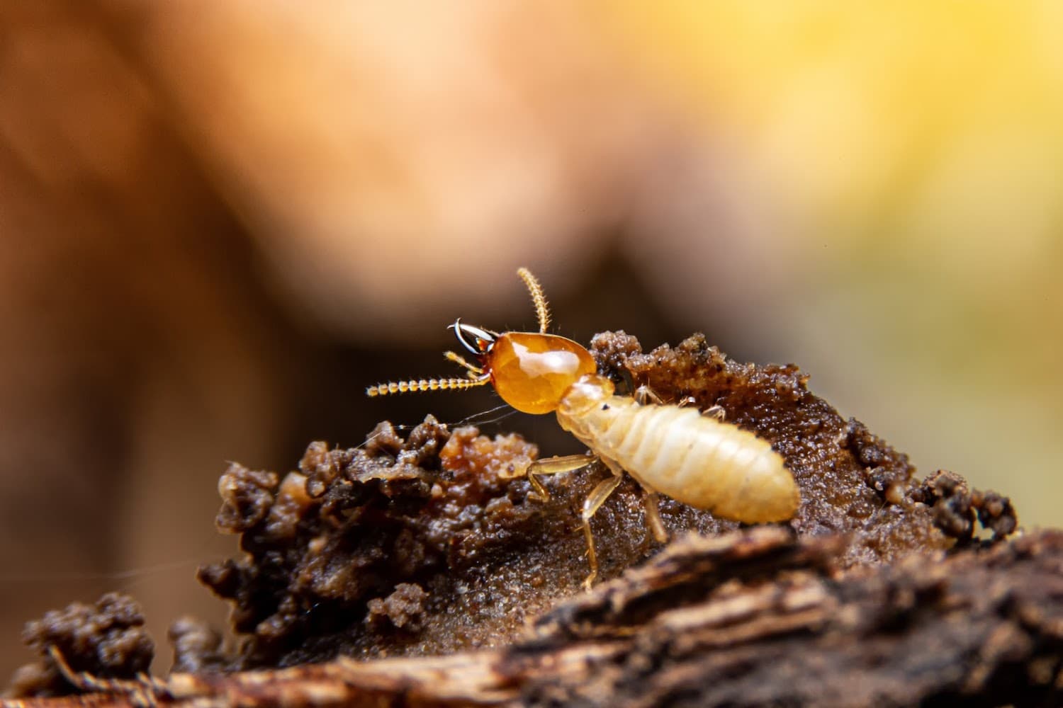 Google street view image of Allstar Pest Control