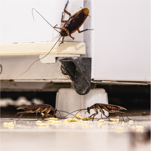Google street view image of Solve Pest Pros