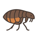 fleas