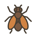flies