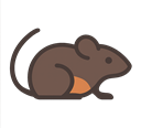 rodents